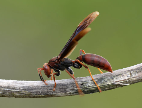รูปภาพBif – เลือกดูภาพถ่ายสต็อก เวกเตอร์ และวิดีโอ1,713 | Adobe Stock