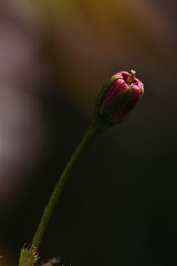 blooming flowers in spring seasson close up with rain drops
