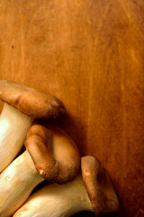 Beautiful organic King oyster mushroom