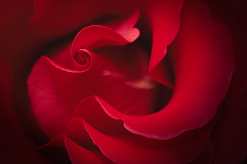 Beautiful background of rose flower, macro. Wallpaper from the pattern of the opened bud of a red rose. Selective focus