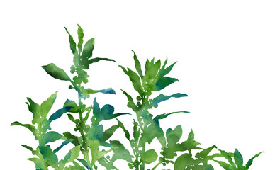 Beautiful spring plants. Hand painted picture for creative design of cards, invitations, banners, websites, prints, posters, etc. Watercolour botanical image with place for text.