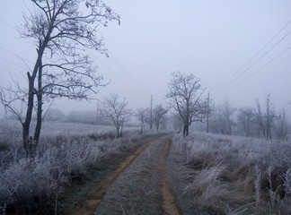 Obraz premium white frost along the road
