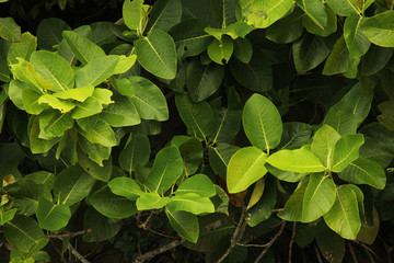 Leaves of a mangrove tree