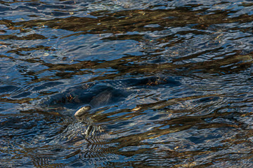 a camoflaged fin of a salmon in a flowing river