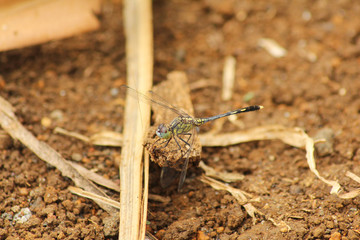 A green dragonfly resting on a piece of wood