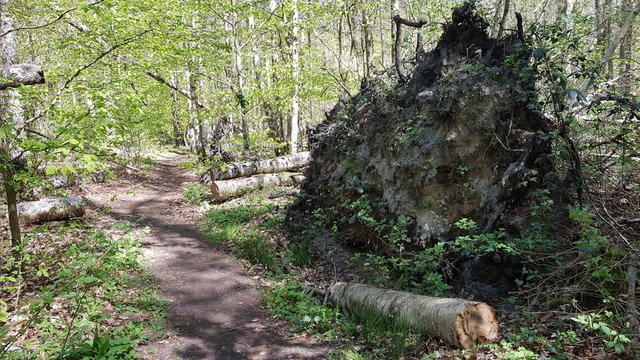 Scenic view in a forest in April