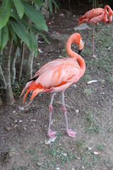Fototapeta na wymiar Flamingo 