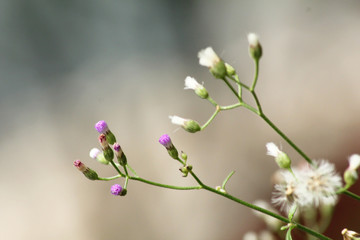Close up of tiny flowers