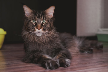 Maine Coon is lying on the floor, a large pedigreed striped furry cat