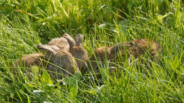Three funny little young brown rabbit or hare runs in the green grass in spring. Easter concept.