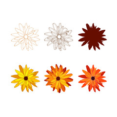 Set of botanical elements. Hand drawn vector rudbeckia flowers.
