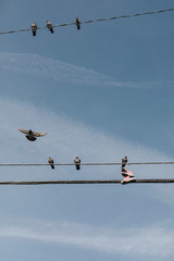 Doves haring their electricity line with a pair of pink shoes