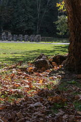 old dry dead leaves laying on the grass at a park