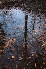 Autumn in the mountains. Reflection of a tree in a puddle. Cloudy autumn day on a walk in the woods. 