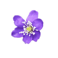 Fototapeta na wymiar Vector illustration of the spring flower Hepatica. 