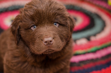  a small brown puppy looks up from the enclosure