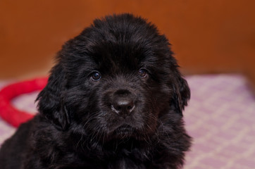 a small puppy looks up from the enclosure