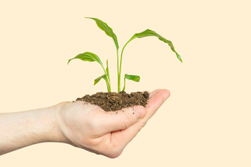 A hand holds a sprout with the earth on a light pastel background. The concept of Earth Day, Environment Day, global warming, nature conservation, climate change. Copyspace.