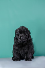 small brown puppy on a green background