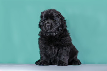 small brown puppy on a green background