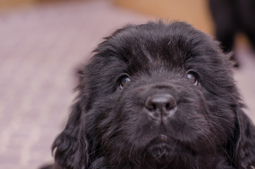 a small puppy looks up from the enclosure