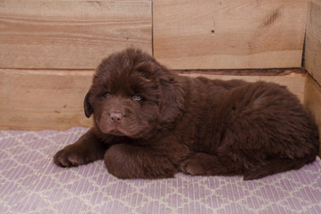  a small brown puppy looks up from the enclosure