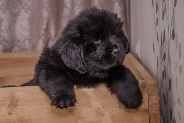 a small puppy tries to get out of the enclosure, hanging its paws