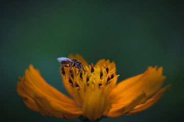 bee and flower