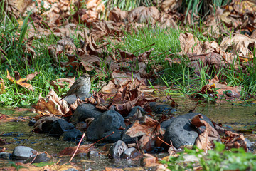 small robin perched above ariver in late fall