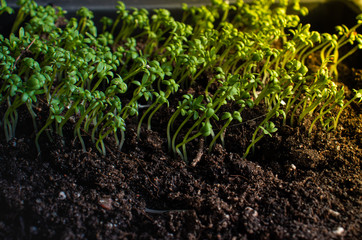 green grass growing in soil