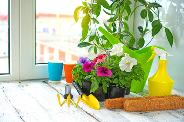 Flower potting at home. Garden tools and flowers in a pots near the window at home.