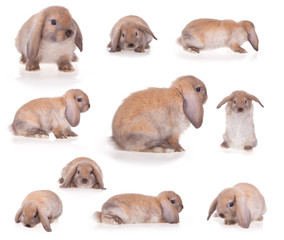 collage of rabbits 