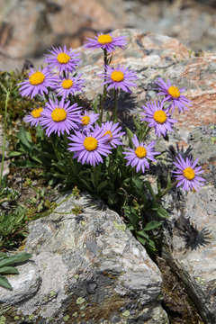 Alpine Aster (Aster Alpinus)