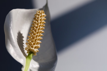 Fototapeta premium Houseplant - Spathiphyllum. Beautiful Peace lily spathiphyllum with leaves in dark background. Bloom, flora. A closeup of a single petal white flower called Peace Lilly Spathiphyllum cochlearispathum