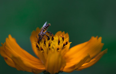 bee and flower