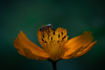 bee and flower