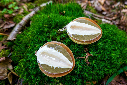 Germany, Common stinkhorns (Phallus impudicus) growing in moss
