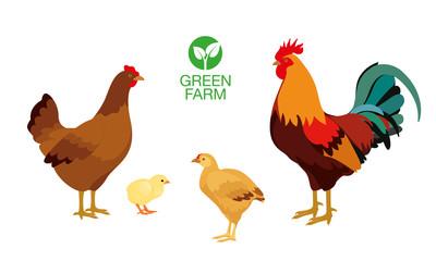 Farm animals hen cock chicken broiler with Green Farm Logo.