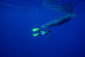 Snorkeling with whales