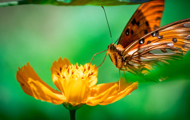 butterfly and flower