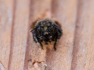 Mason Bee (Osmia lignaria) crawling out of a wood bore nest