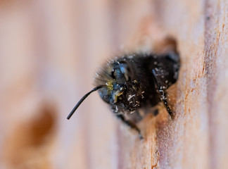 Mason Bee (Osmia lignaria) crawling out of a wood bore nest