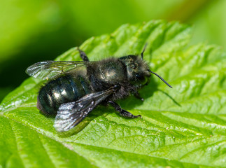 Orchard Mason Bee (Osmia lignaria) resting on a green leaf
