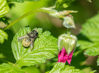 Mason Bee (Osmia lignaria) covered in pollen resting on a green leaf, with pink flower bud