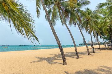 Obraz na płótnie Canvas Green palm trees on the beach in Pattaya. Pattaya Thailand March 2020 