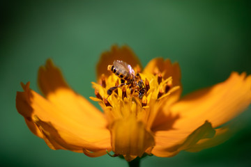 bee and flower