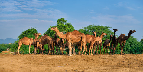 Camels at Pushkar Mela Pushkar Camel Fair famous tourist attraction in Pushkar, Rajasthan, India