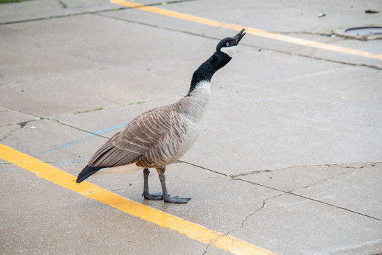 Canada goose honking. Parking lot. Toronto.