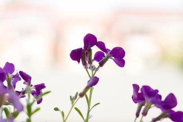 Fototapeta na wymiar purple crocus flowers