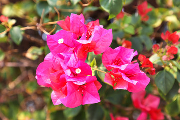 Pink Bougainvillea flower in the garden, close-up.